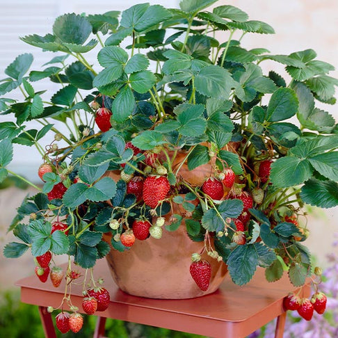Everbearing Strawberry - USDA Organic